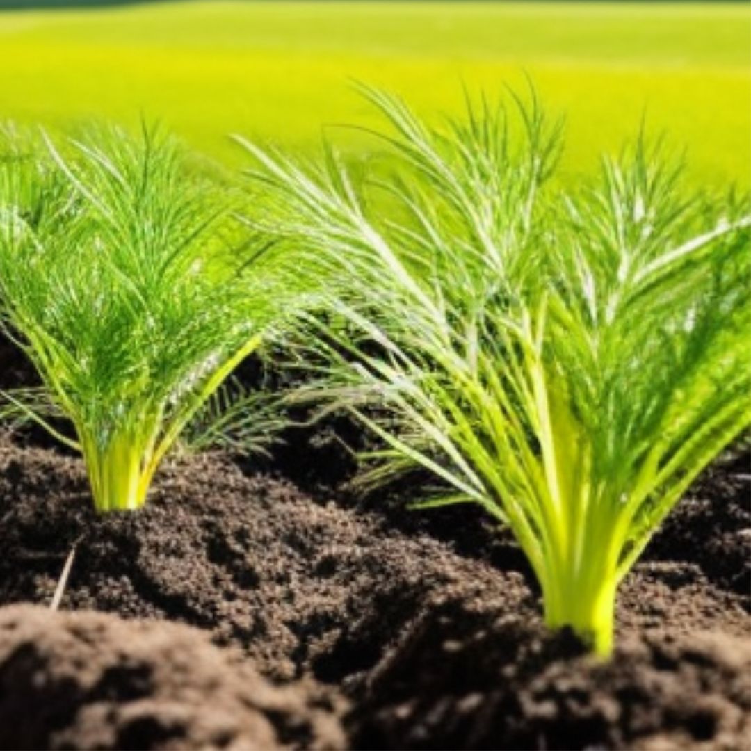Unlocking the Potential of Fennel!