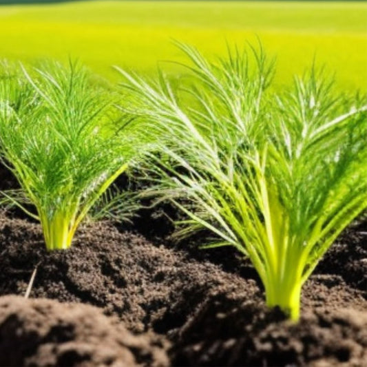 Unlocking the Potential of Fennel!