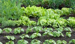 Your Vege Patch!!