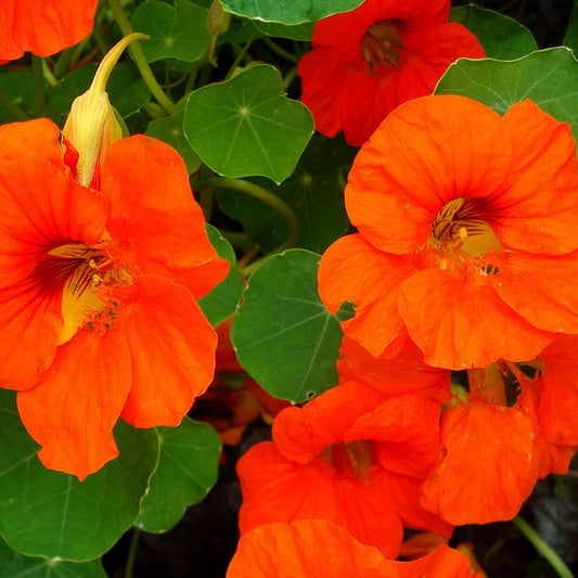 The Benefits of Nasturtiums