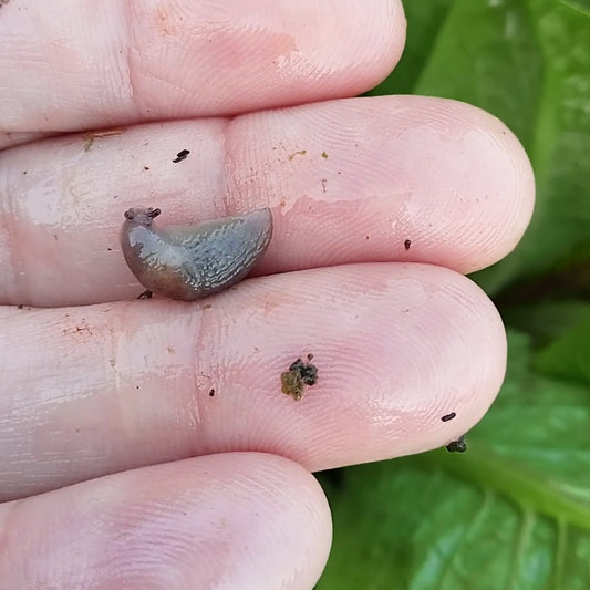 Are Slugs and Snails Killing Your Veggie Garden Success?
