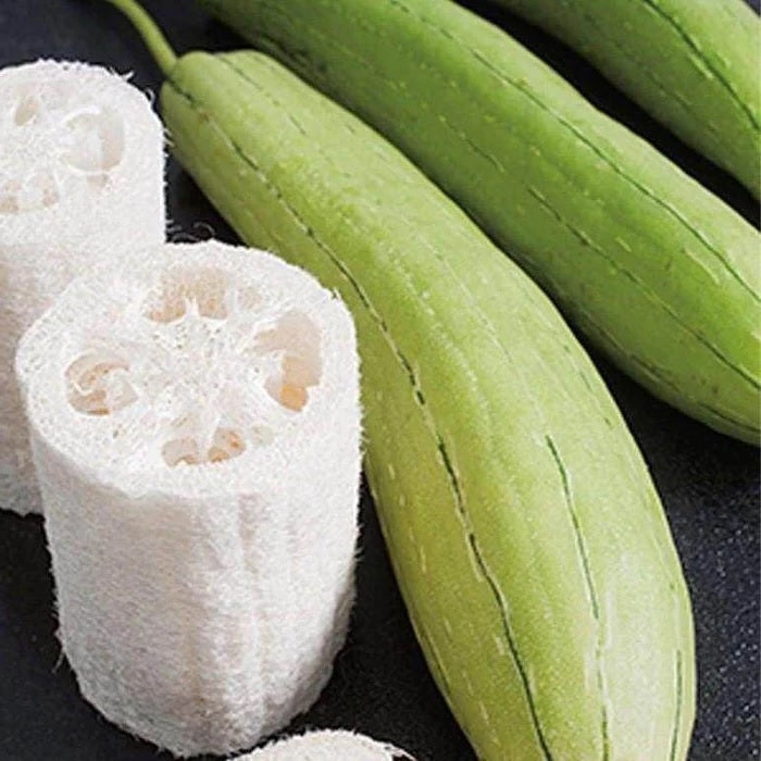 Luffa Seeds - Certified Organic
