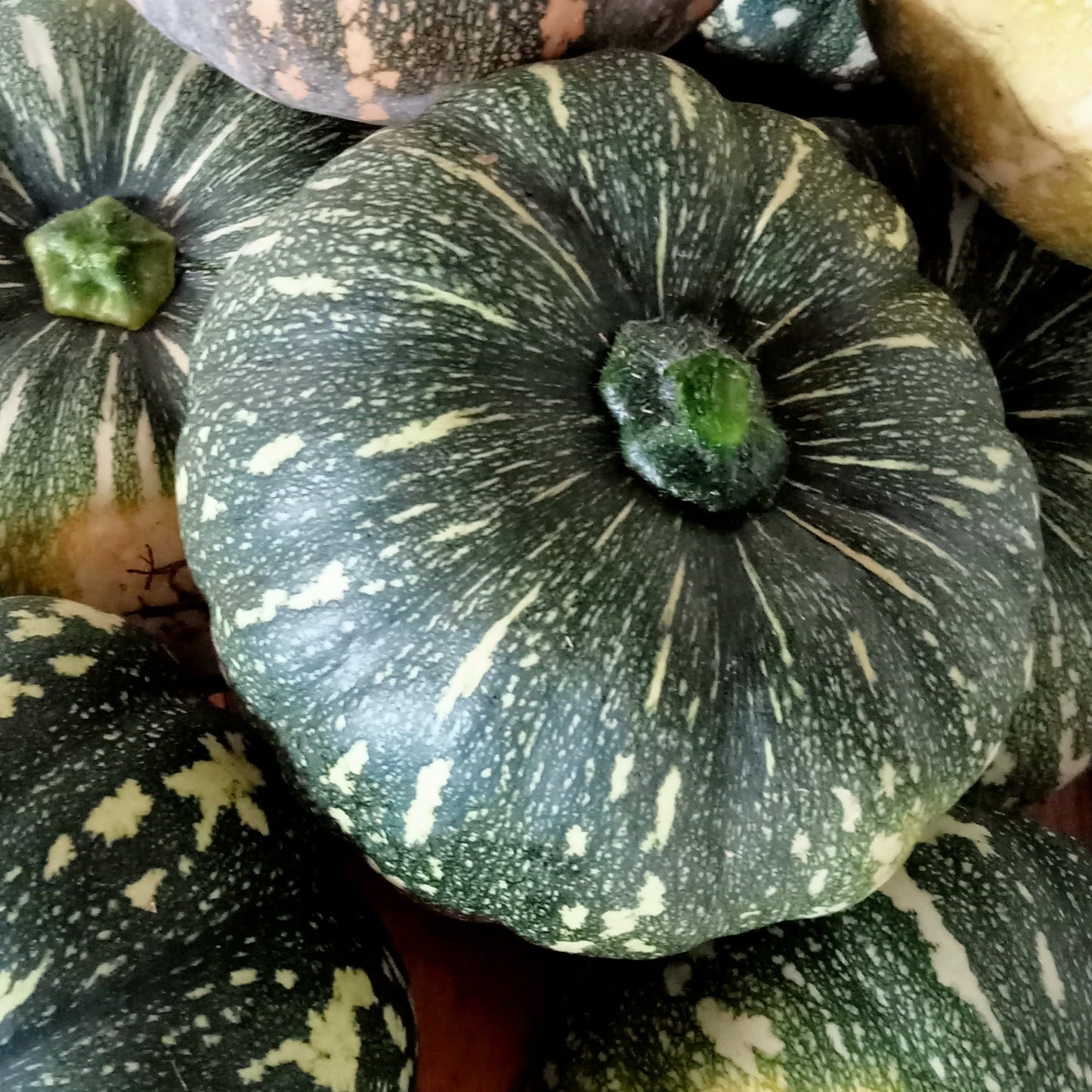 Jap or traditionally known as Kent Pumpkin. Grown organically at YourVegePatch, these seeds will produce good sized pumpkins that are great for both baking and boiling. Shop now and buy your veggie seeds online today.