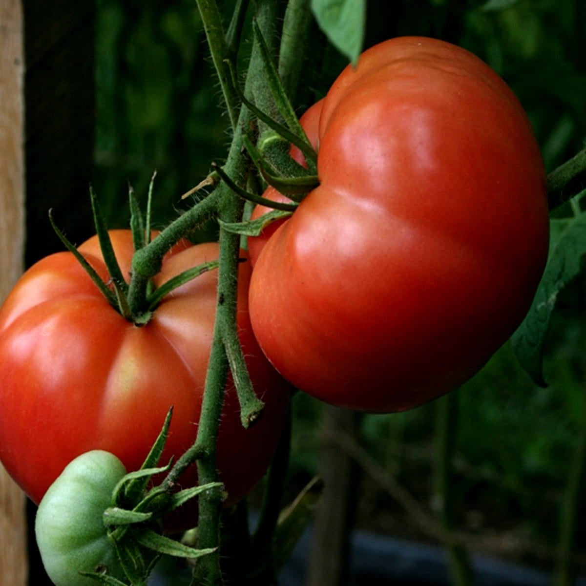 Certified Organic Big Boy Tomato Seeds. Shop now and buy your heirloom and certified organic tomato seeds online at YourVegePatch and get your garden thriving.