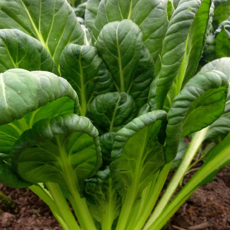 Tatsoi Seeds - Black Knight