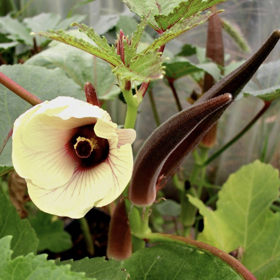 Certified Organic Burgundy Okra Seeds. Shop now and buy your heirloom and certified organic vegetable seeds, herb seeds, fruit seeds and flower seeds and start growing fresh veggies