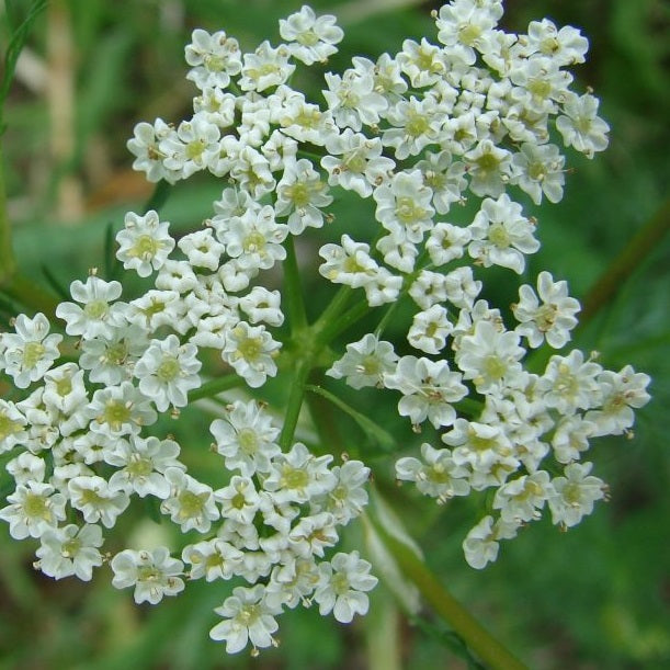 Carraway Herb Seeds