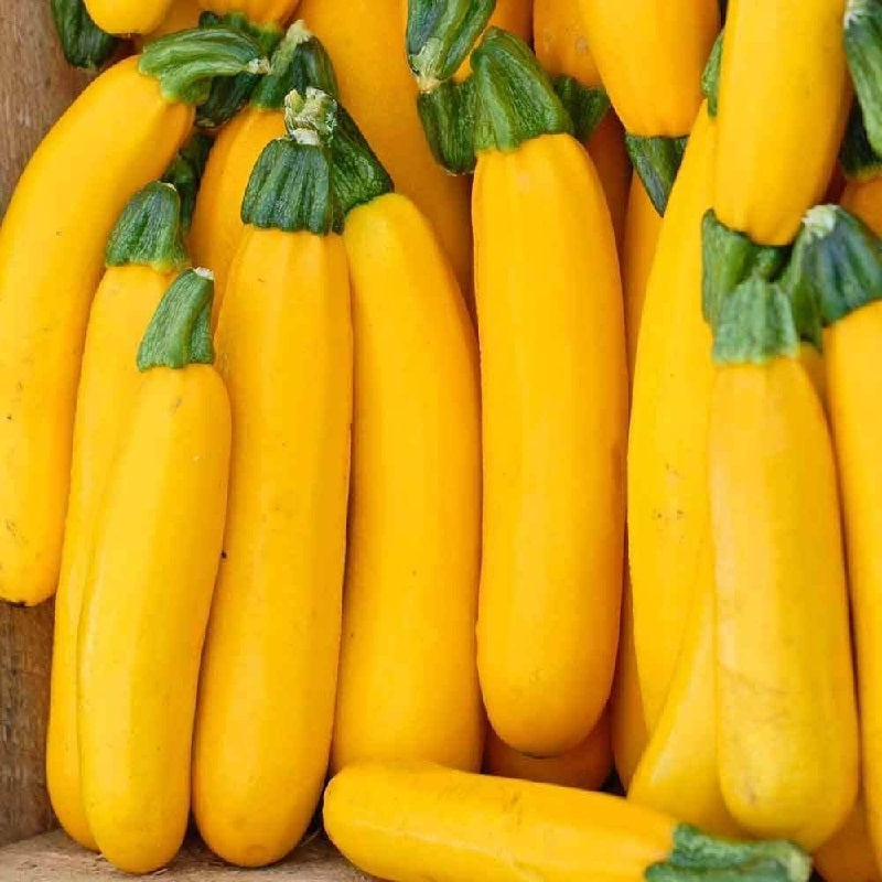 Certified Organic Golden Zucchini Seeds. Shop now and buy your certified organic and heirloom vegetable, herb, fruit and flower seeds for your veggie garden online today.