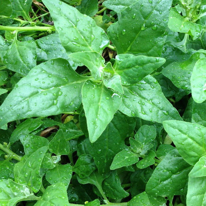 Certified Organic New Zealand Warragel Spinach. Shop now and buy your certified organic and heirloom vegetable, herb, fruit and flower seeds online today at YourVegePatch.