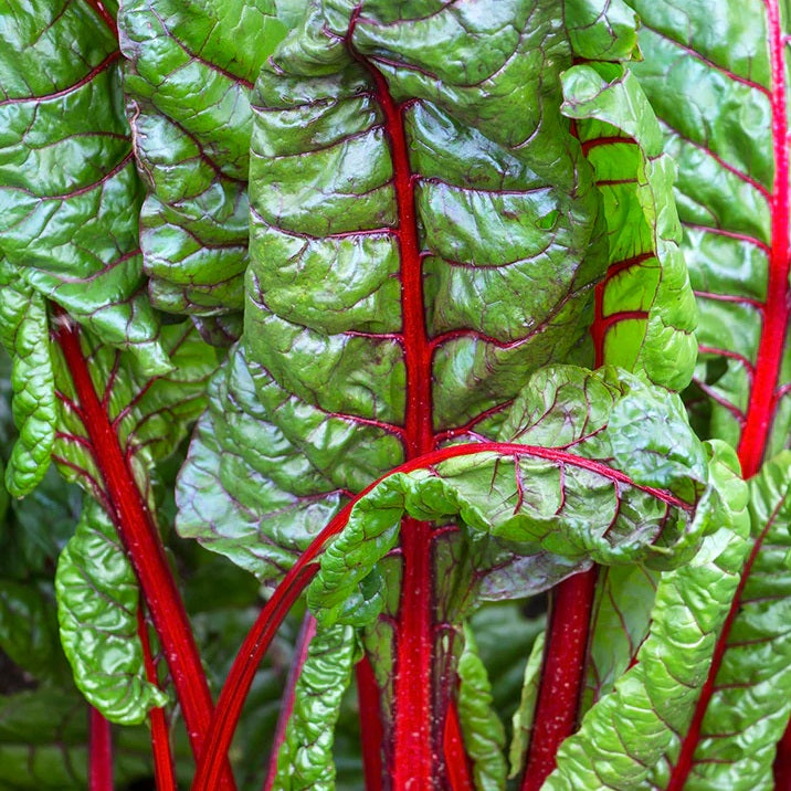 Certified Organic Silverbeet Ruby Red Chard Vegetable seeds. Shop now and buy your organic and heirloom veggie, herb, plant and flower seeds online today at YourVegePatch