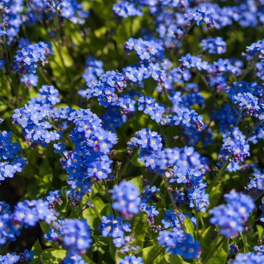 Bulk Forget Me Not Seeds - Indigo Blue 1/4 Pound