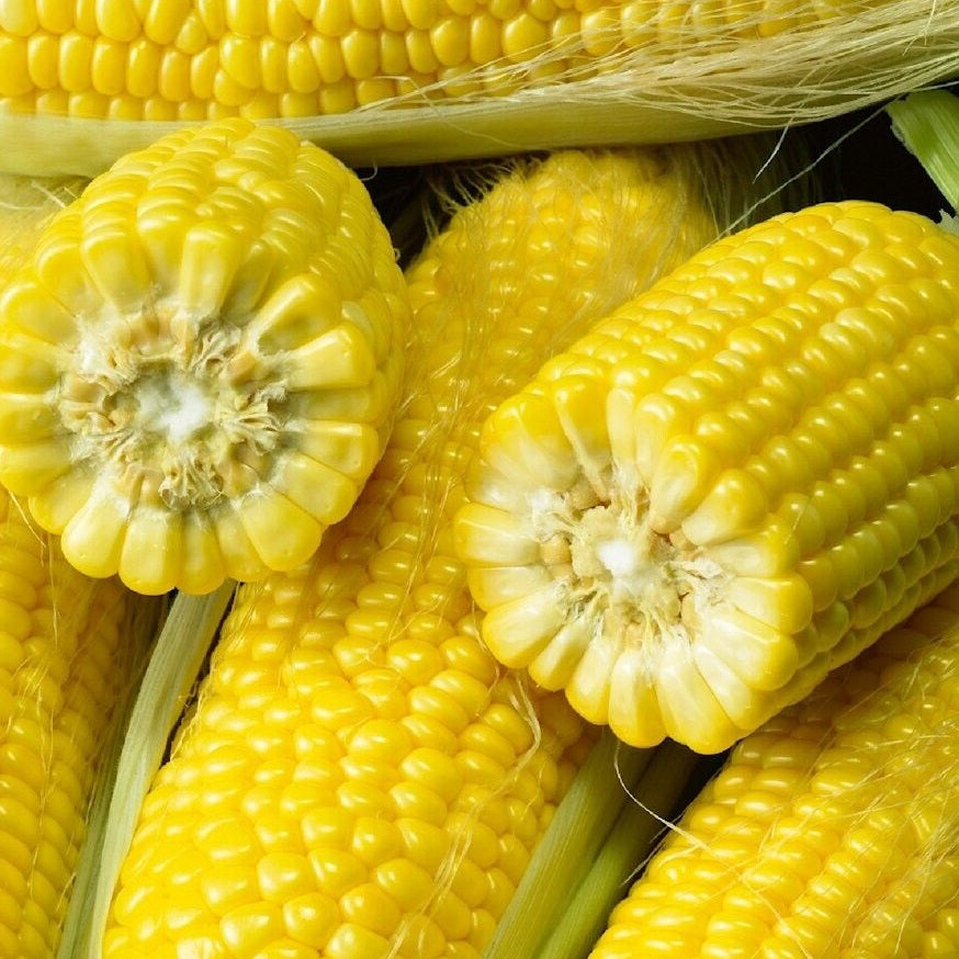 Certified Organic Corn Seed - Golden Bantam. Shop now and buy your certified organic and heirloom veggie seeds online today at YourVegePatch and get your vegetable garden growing.