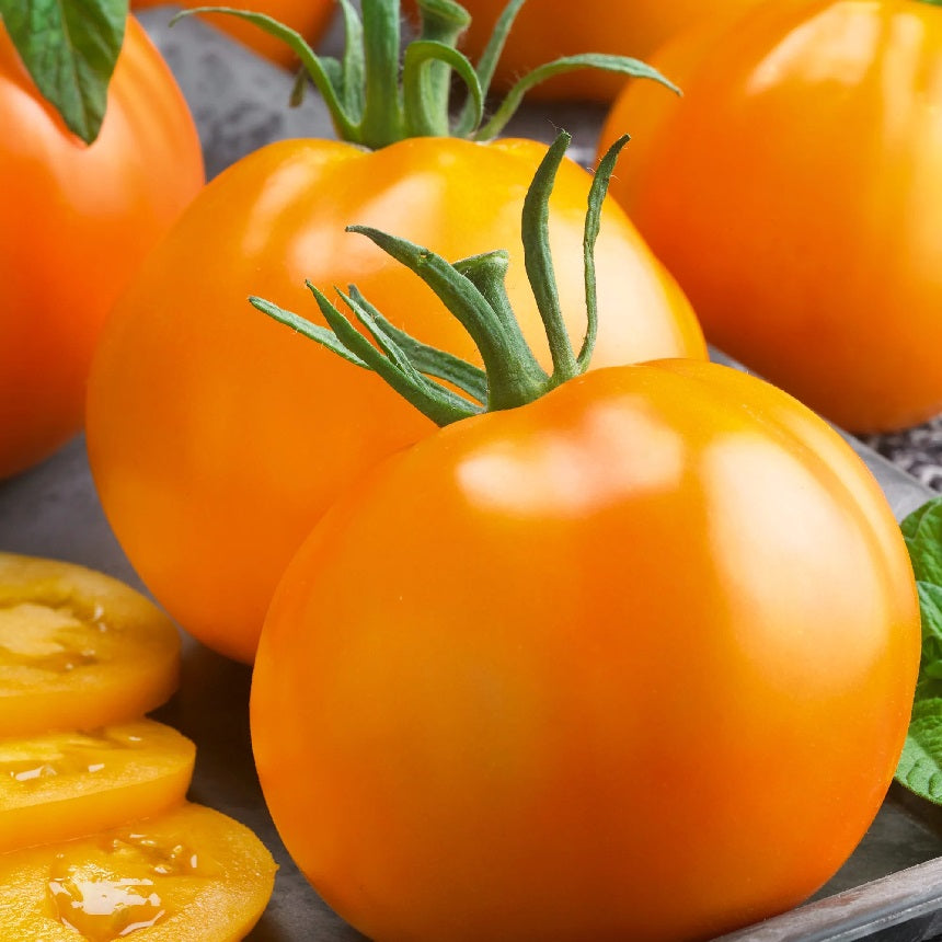 Certified Organic Golden Jubilee Tomato seeds. Shop now and buy your heirloom tomato seeds online and get your veggie garden thriving.