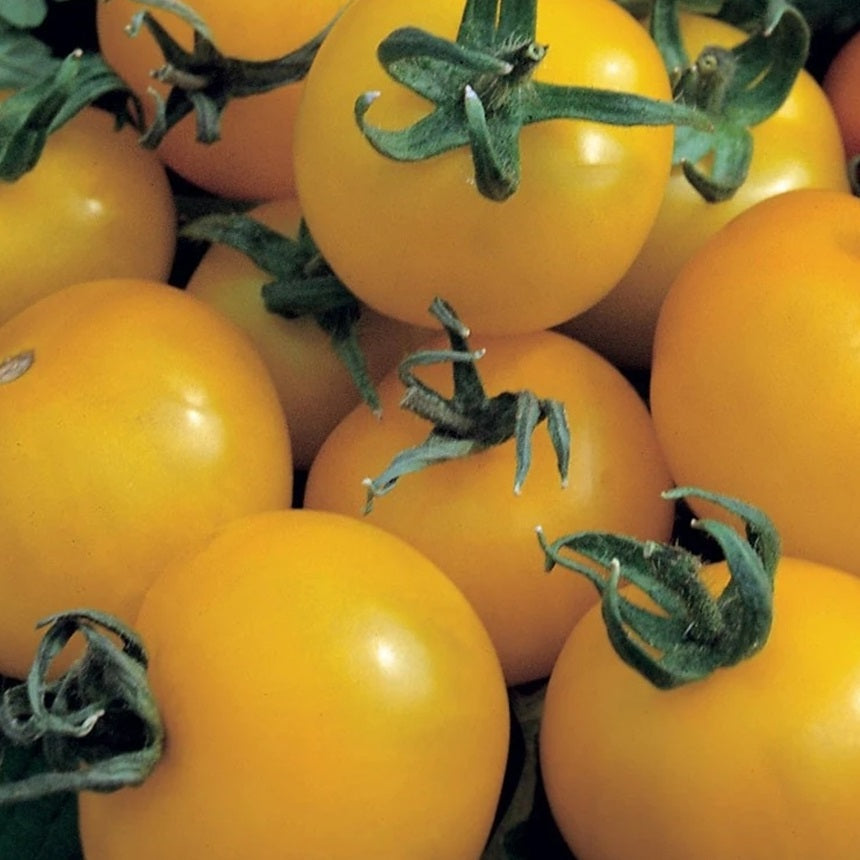 Tomato Seeds Golden Sunrise Certified Organic Seeds