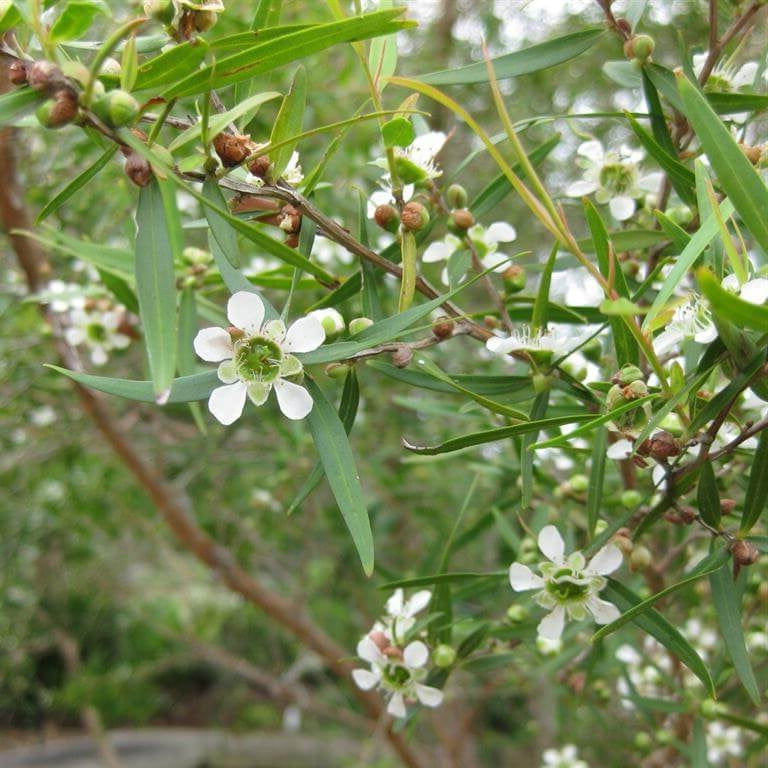 Tea Tree - Lemon Scented - Certified Organic Seeds
