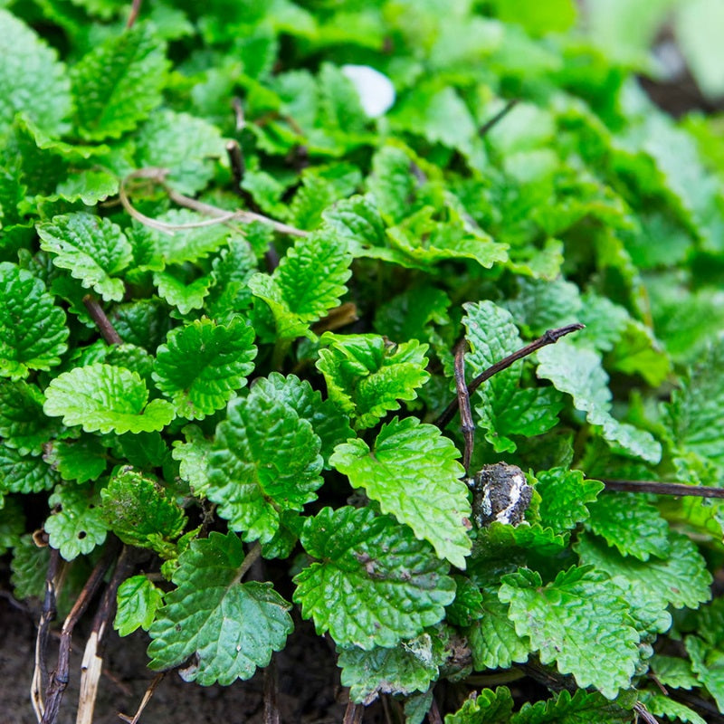 Heirloom Lemon Balm Seeds. Lemon Balm is a vigorous clump forming perennial to 80 cm. Lemon scented leaves can be used in salads, cooking and herbal teas. Your Vege Patch has a range of certified organic and heirloom herb, vegetable, fruit and flower seeds for your vegetable garden