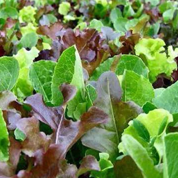 Mesclun Mix - Lettuce Seeds