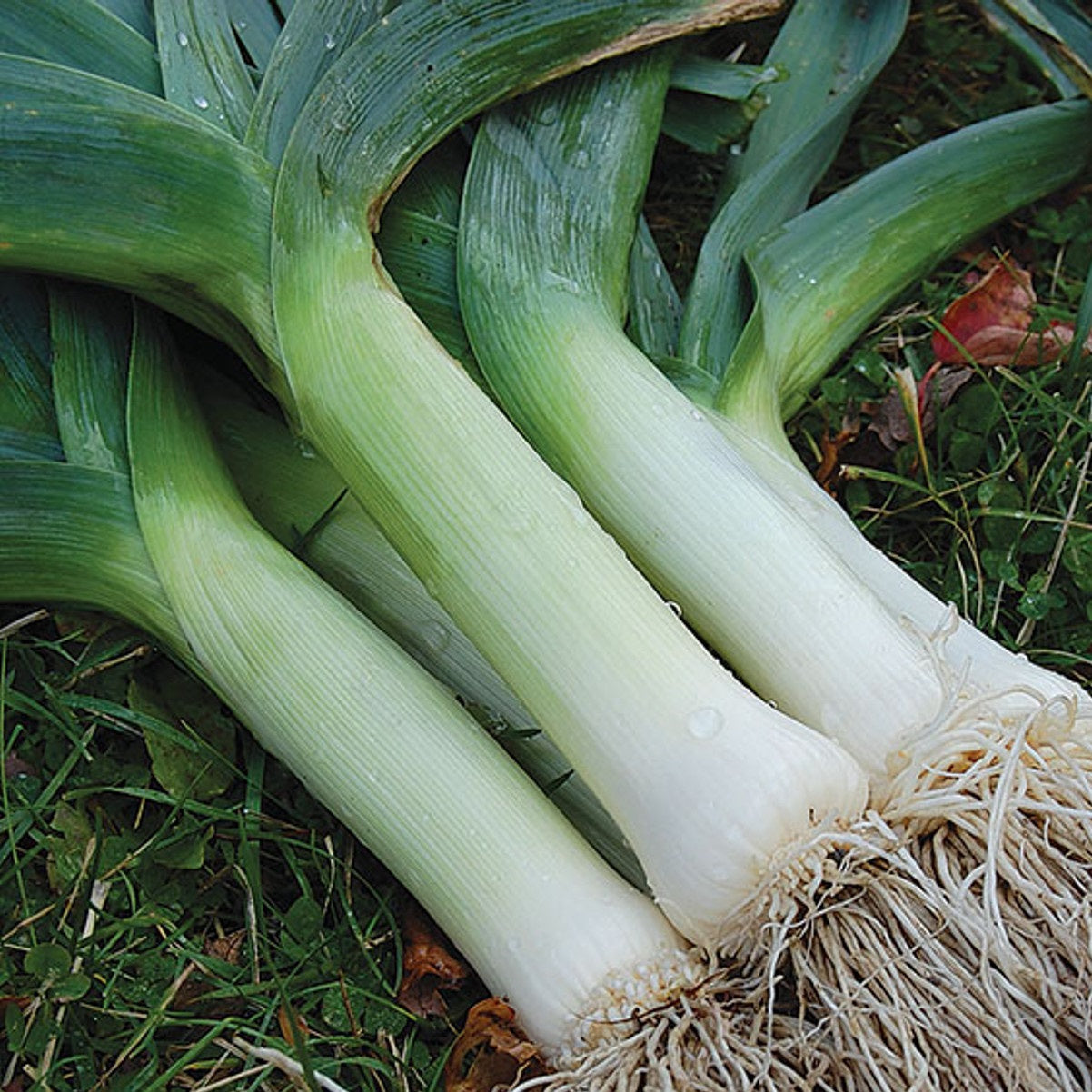 Leek Seeds - Giant Musselburgh - Certified Organic