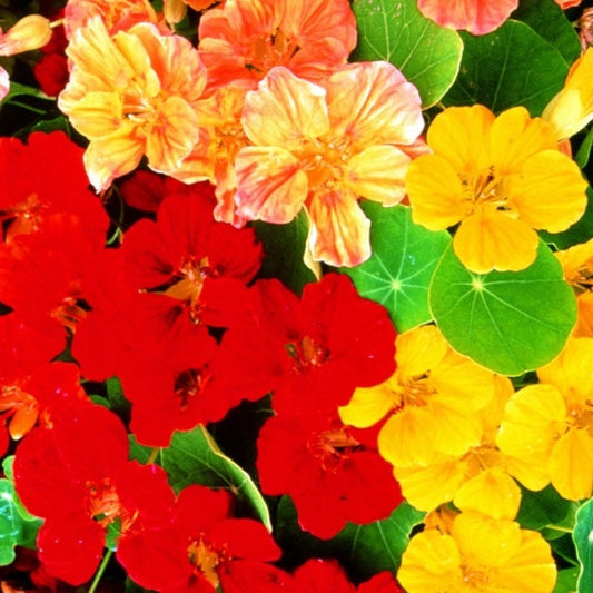 Nasturtium is a great companion plant for your veggie garden.  Shop now and buy your Nasturtium flowr seeds online today.