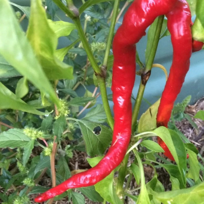 Capsicum Seeds - Peperone - Certified Organic