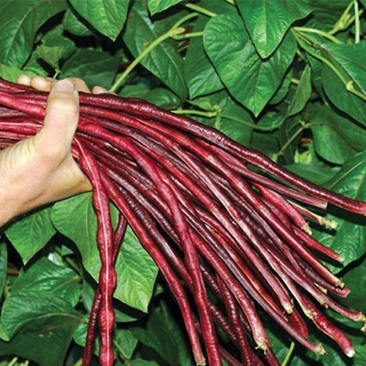 Certified Organic Climbing Bean Red Noodle Snake Bean Seeds. Shop now and buy your certified organic and heirloom seeds in Australia at YourVegepatch and get your veggie gardening thriving.