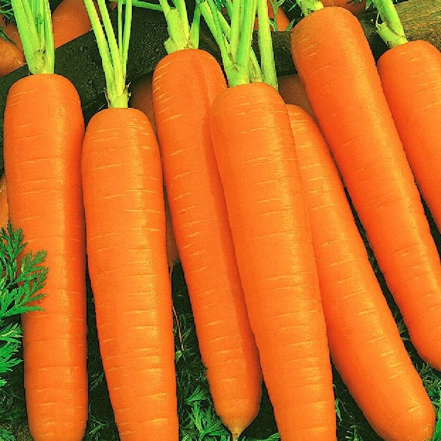 Scarlet Nantes Carrot Seeds. Shop now and buy your certified organic and heirloom vegetable, herb, flower and fruit seeds online today at YourVegePatch.
