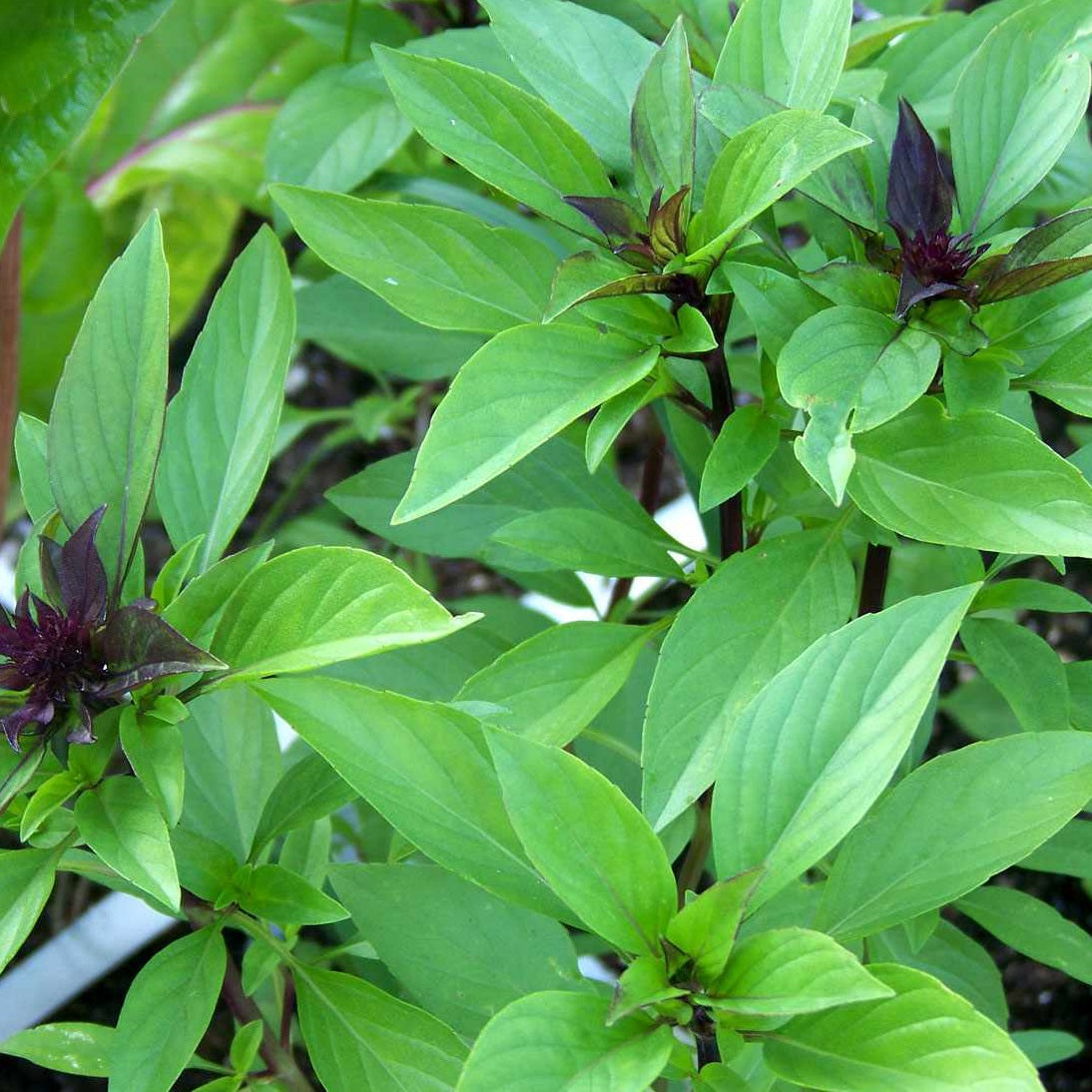 Certfied Organic Thai Basil Seeds. Shop now and buy your certified organic and heirloom herb, vegetable, fruit and flower seeds and get your veggie garden growing.
