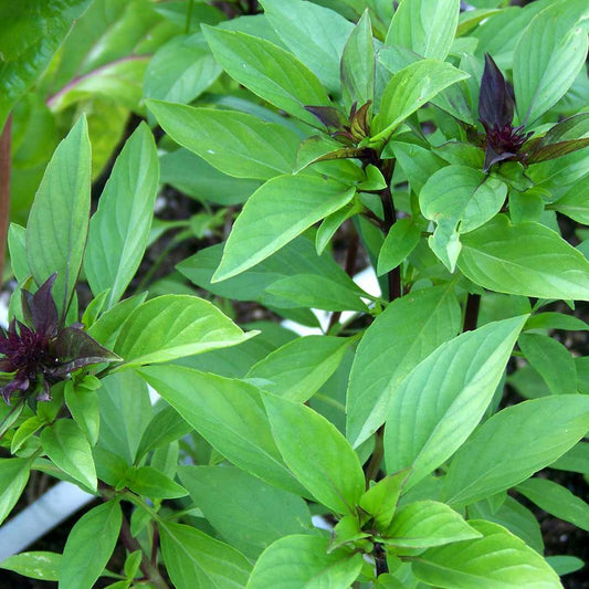Certfied Organic Thai Basil Seeds. Shop now and buy your certified organic and heirloom herb, vegetable, fruit and flower seeds and get your veggie garden growing.