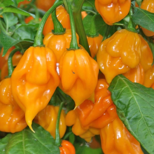 Certified Organic Trinity Scorpian Cardi Yellow Chill Seeds. Shop now and buy your certified organic and heirloom vegetable, herb, fruit and flower seeds online and get your garden growing.