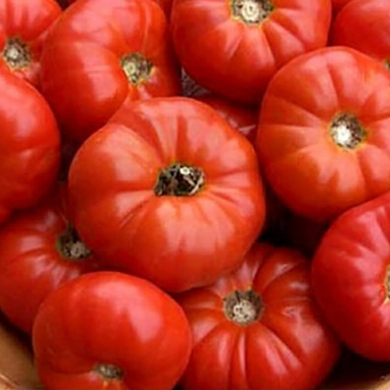 Tomato Seeds - Burnley Bounty - Certified Organic