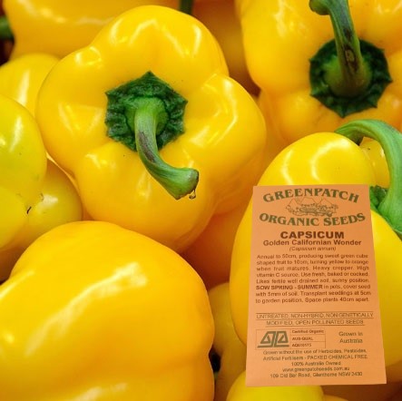 Golden California Wonder Capsicum Certified Organic Vegetable Seeds