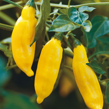 Ali Limon Chilli Certified Organic Vegetable Seeds