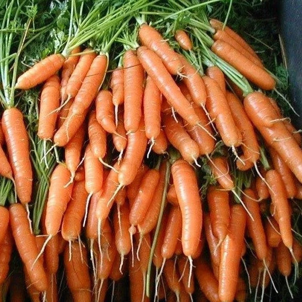 Heirloom Carrot Seeds for all year planting. Shop now and buy your heirloom and certified organic vegetable seeds online now.