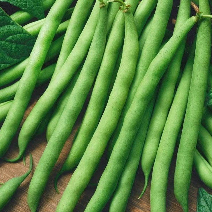 Bush Bean Windsor Long Pod Heirloom Veggie Seeds. Shop certified organic and heirloom veggie, herb and fruit seeds.