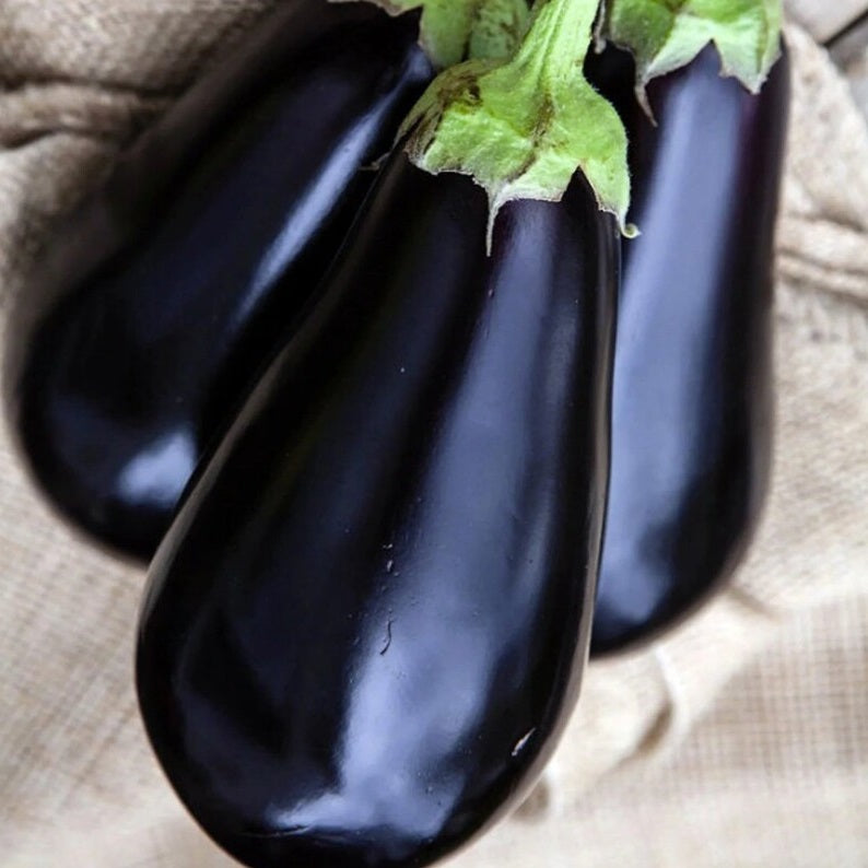Eggplant Seeds - Black Beauty - Certified Organic