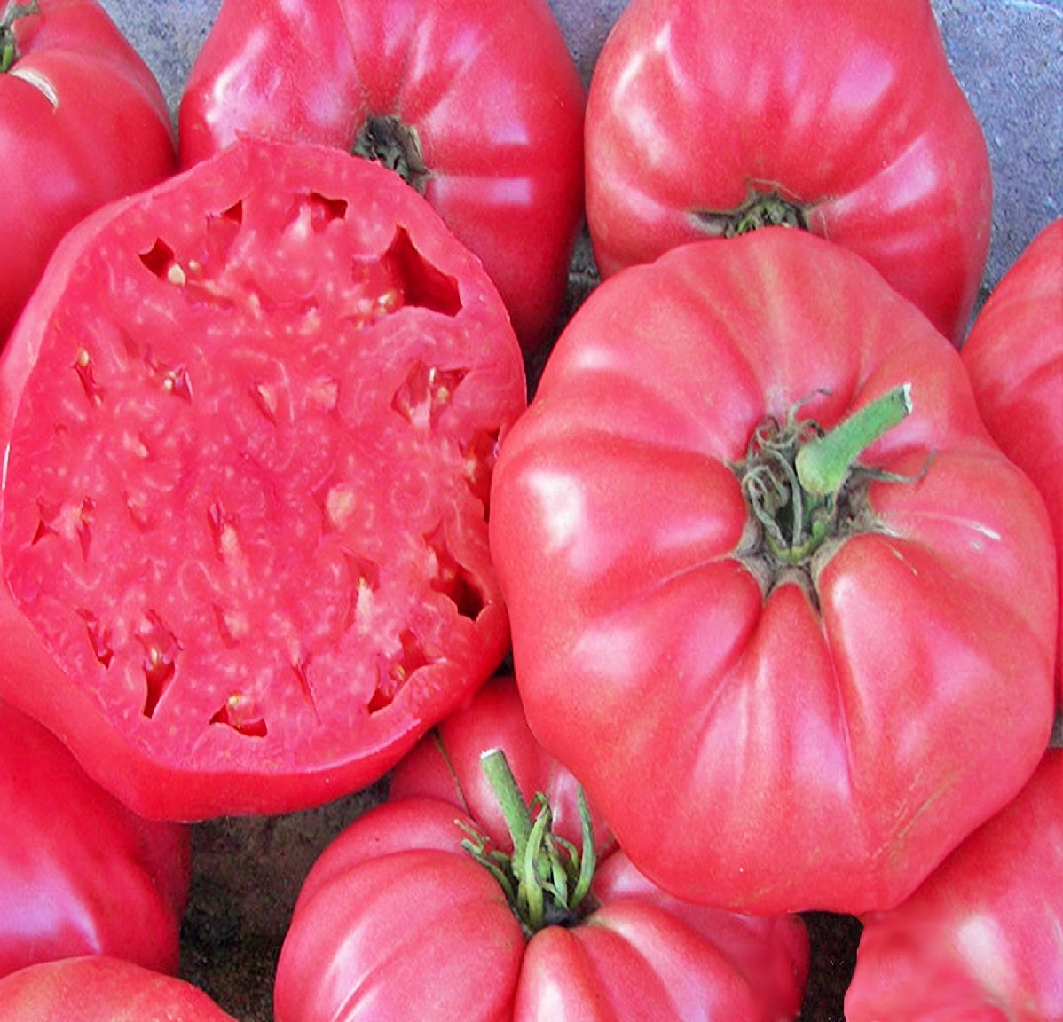 Certified Organic Heirloom Brandy Wine Tomato Seeds. Shop Now and buy your heirloom tomato seeds online today.