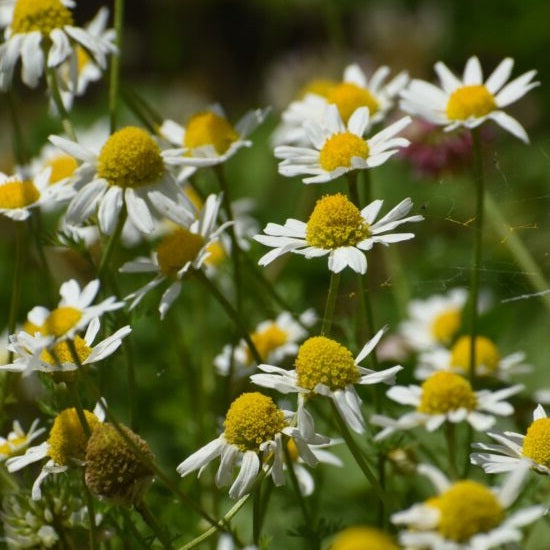 Chamomile - German - Certified Organic Seeds