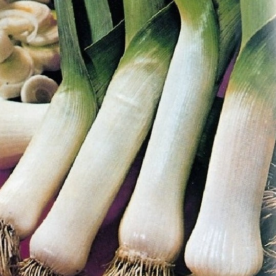 Carentan Leek Certified Organic Heirloom Vegetable Seeds. Shop now and buy your heirloom and certified organic seeds online today at YourVegePatch.