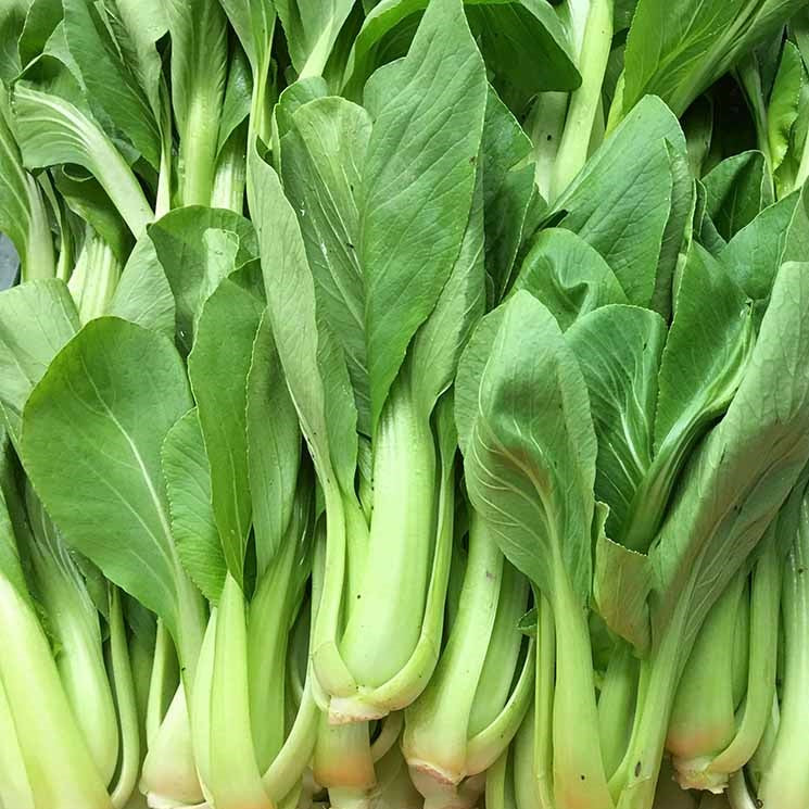 Certified Organc Bok Choy Chinese Cabbage Vegetable Seeds. Shop now and buy your online organic and heirloom vegetable seeds.