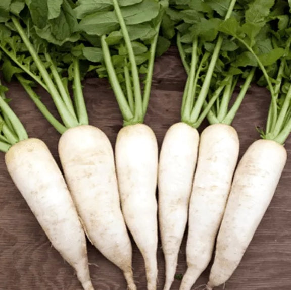 Radish - Daikon - Certified Organic Seeds