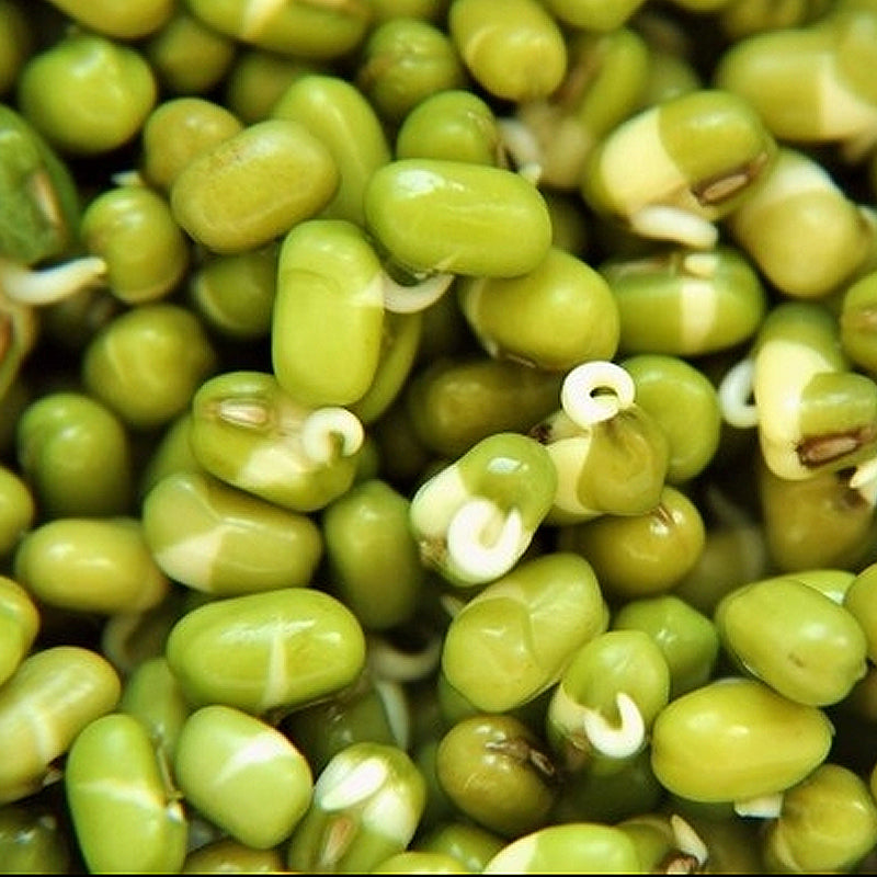 Mung Bean Seeds - Microgreens - Certified Organic