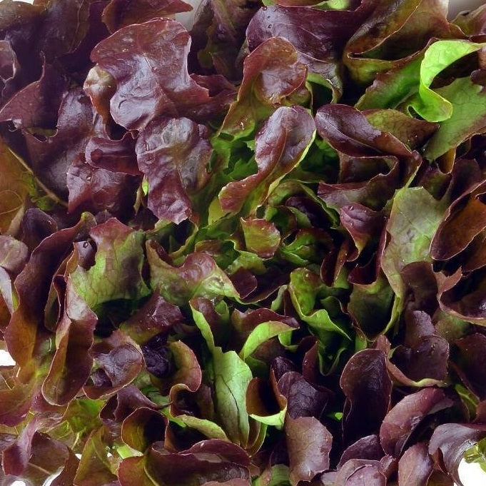 Certified Organic Rec Oak Leaf Lettuce Seeds. Shop now and buy your certified organic and heirloom vegetable seeds today.