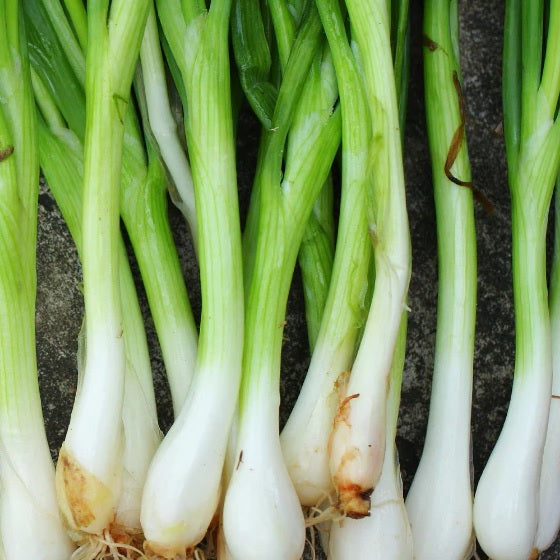 Certified Organic and Heirloom Spring Onion seeds at YourVegePatch. Shop now and save on organic and heirloom veggie seeds today.