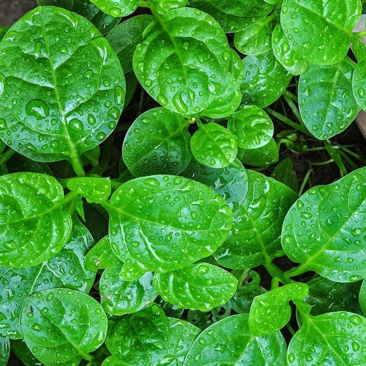 Spinach Seeds - Ceylon - Certified Organic