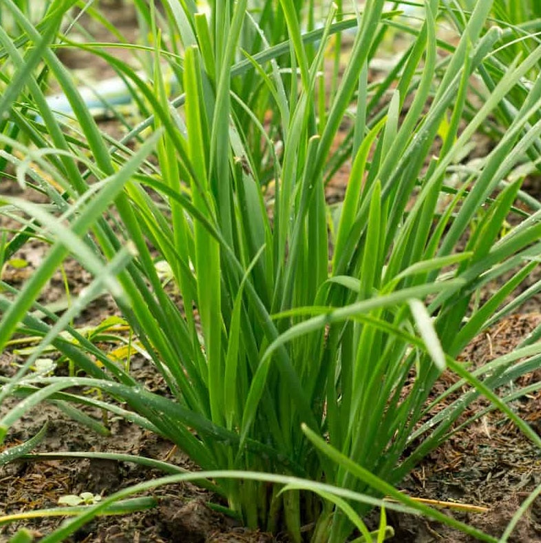 Chives - Garlic - Herb Seeds - Certified Organic
