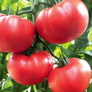 Tomato Seeds - College Challenger - Certified Organic