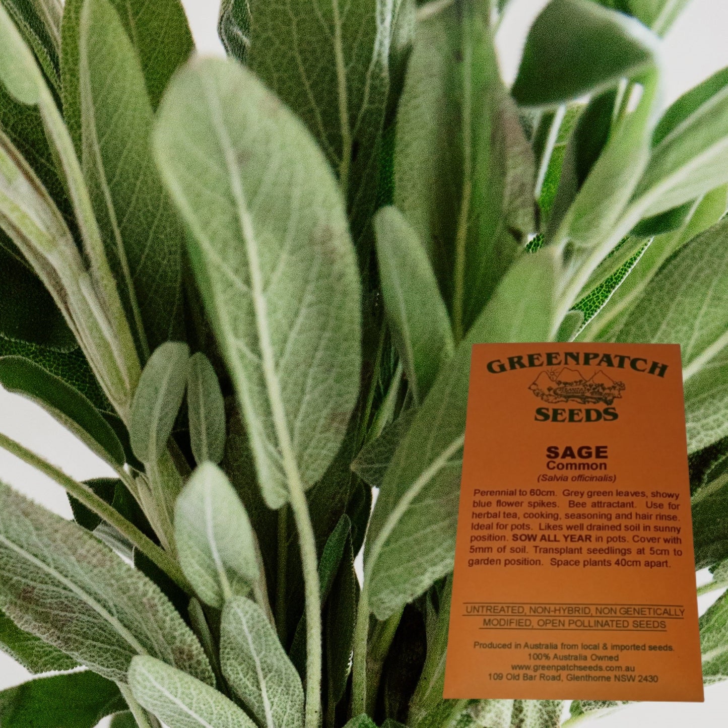 Non-Hybrid Common Sage Herb Seeds