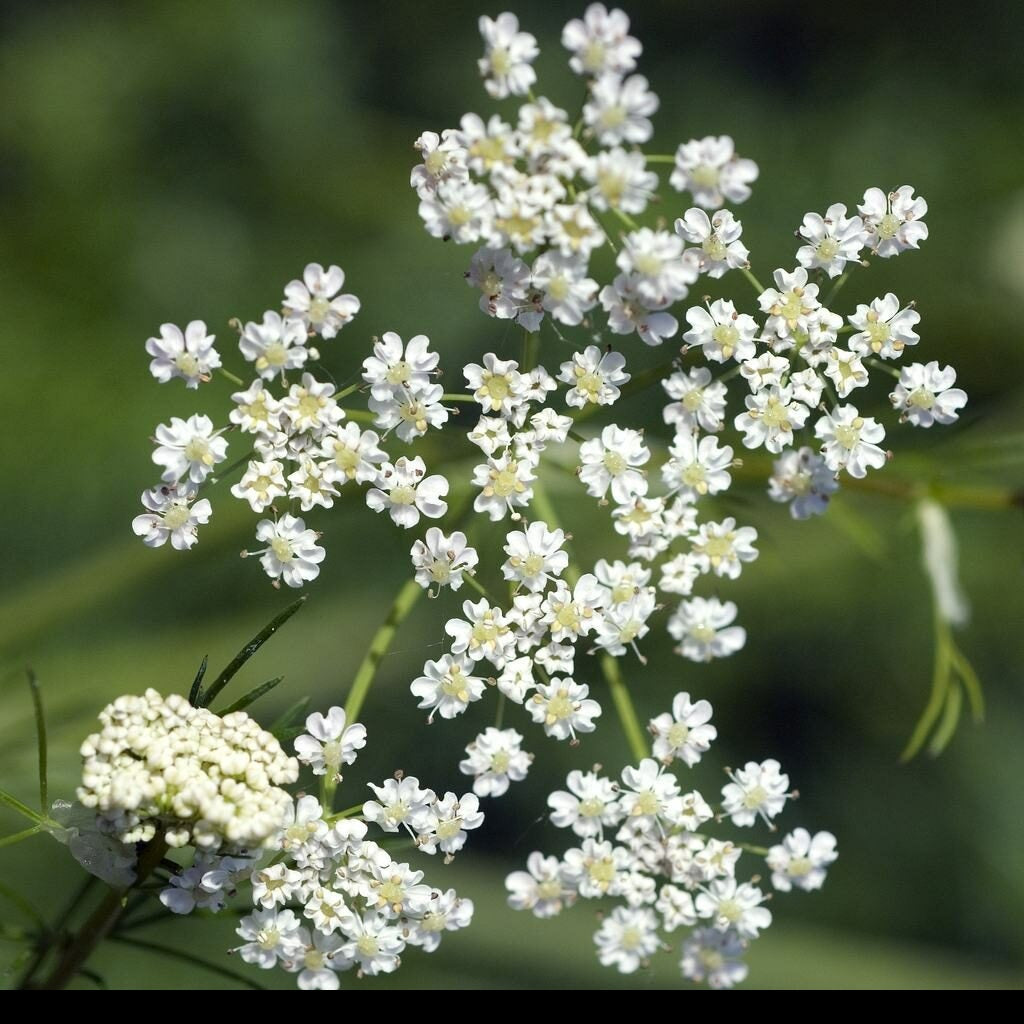 Cumin Herb Seeds