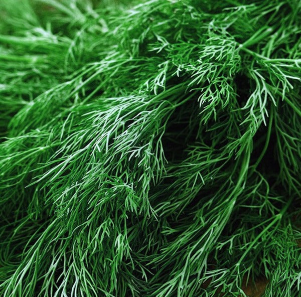 Dill Seeds - Certified Organic