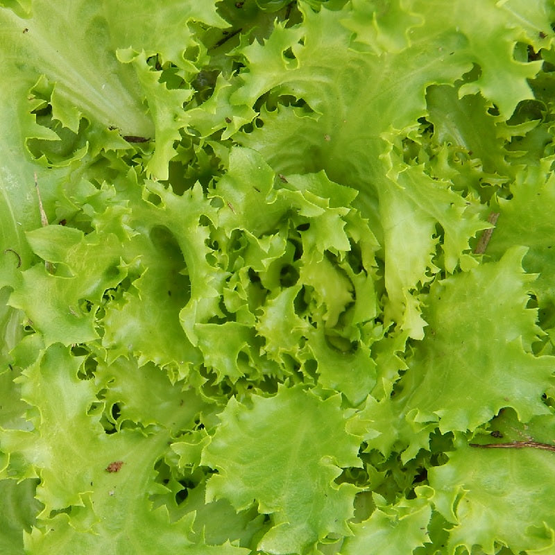 certified organic endive seeds - pancalieri fine cut